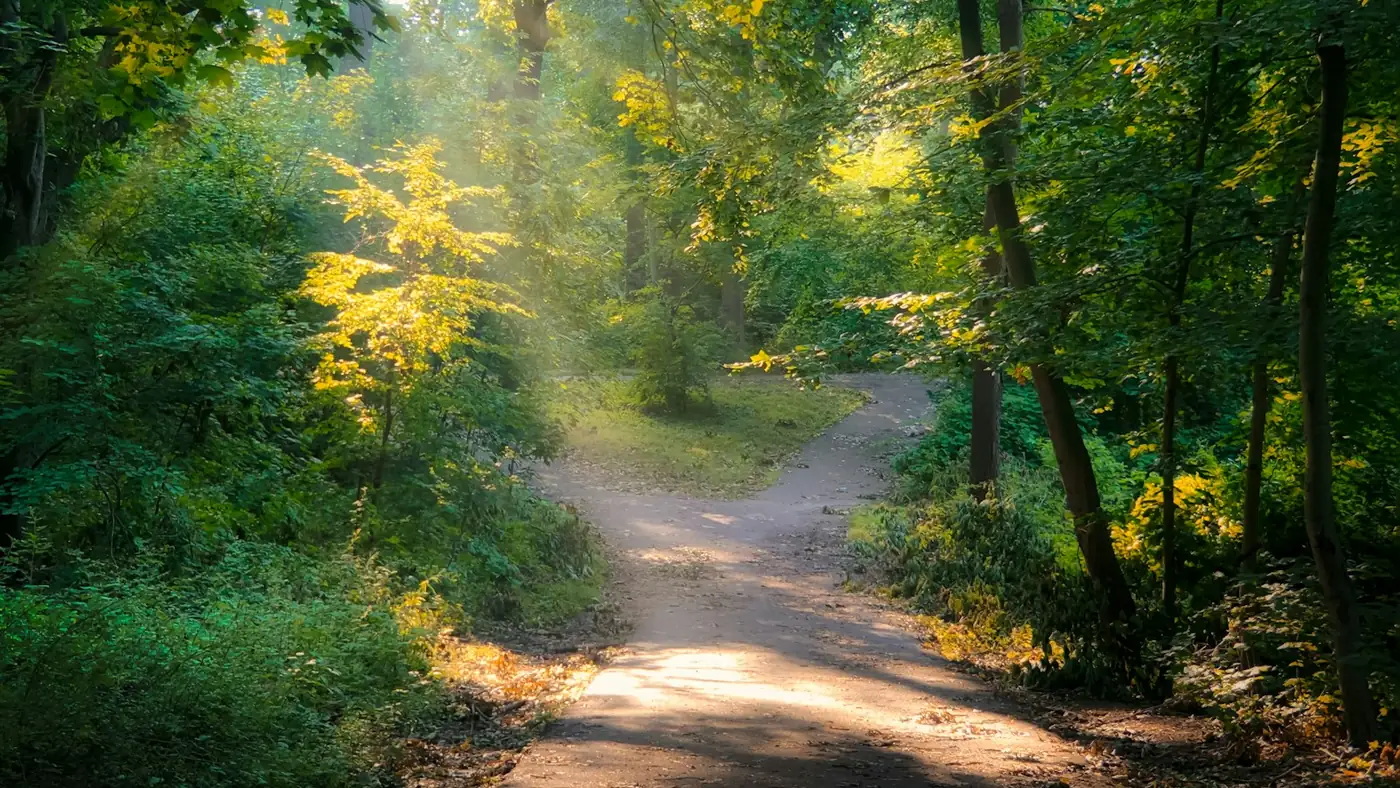 A sunlit dirt path winding through green woodland, with soft light filtering through the trees
